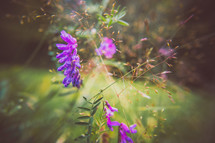 purple summer flowers 