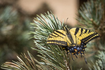 butterfly on pine 