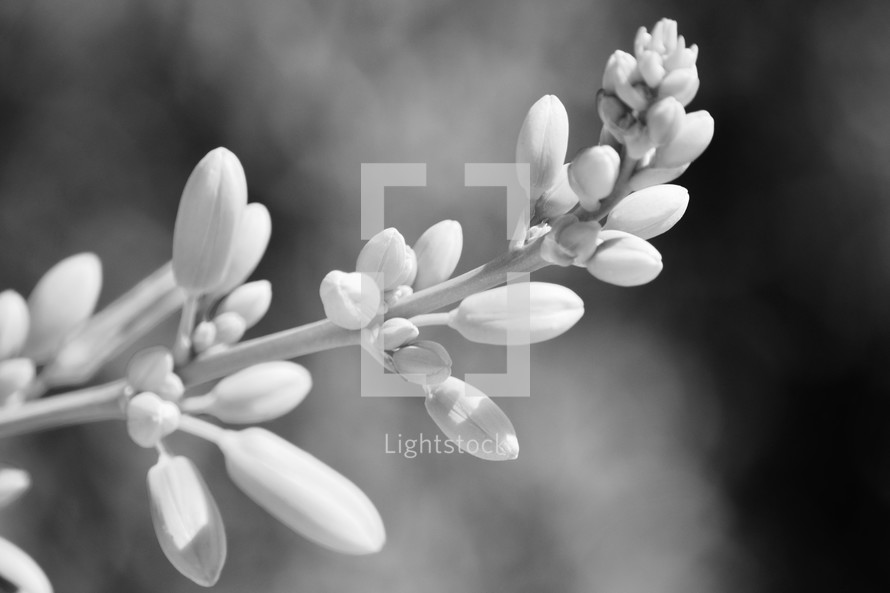 black and white image of flowers of the red yucca