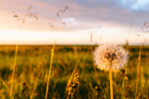 dandelion in a field at sunset 