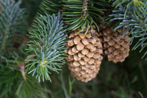 pine cones hanging on a tree 