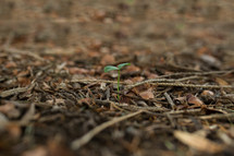 sprout in mulch 