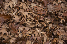Dead fall leaves