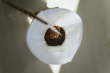 brewing coffee with coffee filter 