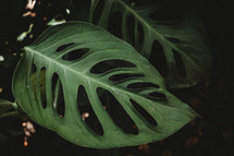 green tropical leaves 