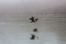 Canada geese flying over a lake 