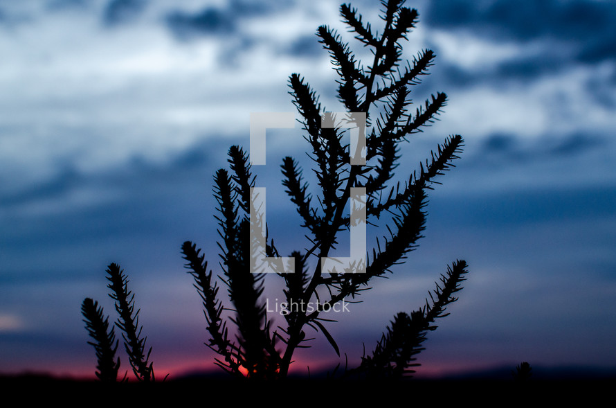 silhouette of a plant at sunset 