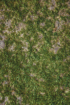 green ground cover 