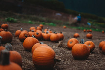 pumpkins at a pumpkin patch 