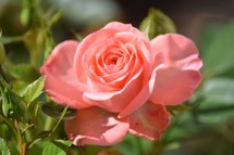 salmon rose bloom 