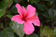 fuchsia hibiscus flower on a green nature background 