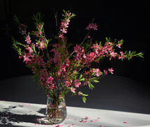 Closeup Pink Cherry Blossoms in vase with Black Background 