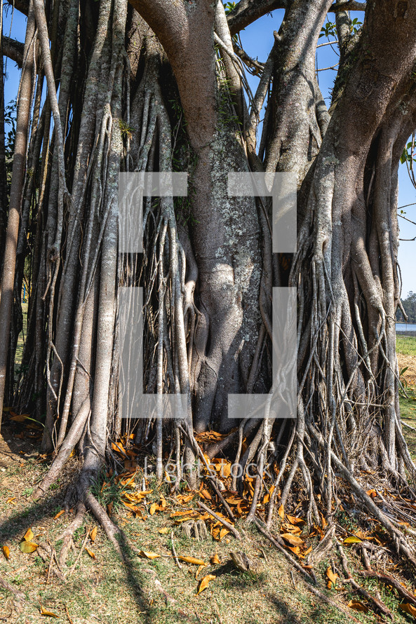 A big old tree with a lot of roots, in the Oriental Garden in Rebeirao Pires, Brazil.