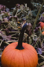 fall pumpkin in a pumpkin patch 