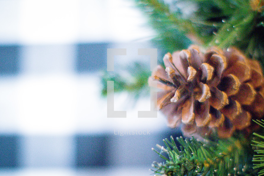 pine cone on a pine tree 