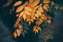 Yellow autumn leaves, Green and yellow leaves, Autumn maple leaves, autumn landscape