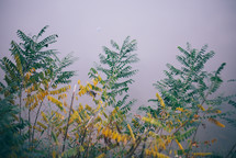  Green and yellow leaves