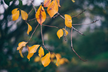 Yellow autumn leaves, Green and yellow leaves, Autumn maple leaves, autumn landscape