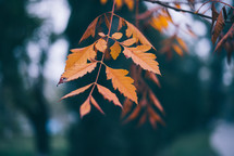 Yellow autumn leaves, Green and yellow leaves, Autumn maple leaves, autumn landscape