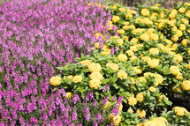 purple and yellow flowers in a flower bed 