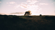 Lone tree on a grassy hill.