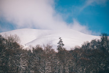 White snow-covered spruce trees in winter