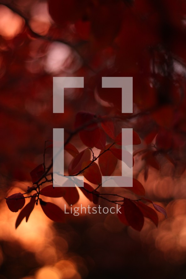 red fall leaves and bokeh sunlight 