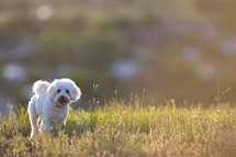 small white dog in a field 