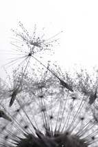 wet dandelion seeds 