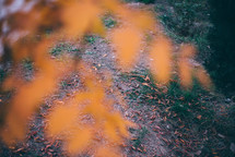 Yellow autumn leaves, Green and yellow leaves, Autumn maple leaves, autumn landscape