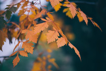 Yellow autumn leaves, Green and yellow leaves, Autumn maple leaves, autumn landscape