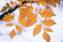 Yellow autumn leaves, Green and yellow leaves, Autumn maple leaves, autumn landscape