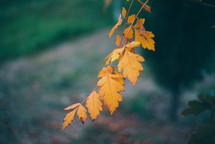 Yellow autumn leaves, Green and yellow leaves, Autumn maple leaves, autumn landscape