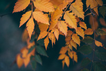 Yellow autumn leaves, Green and yellow leaves, Autumn maple leaves, autumn landscape