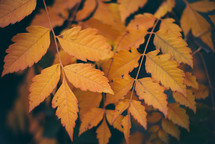 Yellow autumn leaves, Green and yellow leaves, Autumn maple leaves, autumn landscape