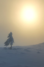 Alone tree in Winter Mist in Ciucas Mountains, Romania
