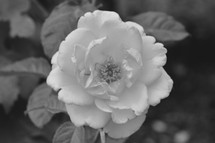 rose on a bush in black and white 