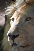 staring eyes of a Lion 