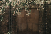 spring blossoms and stone wall 