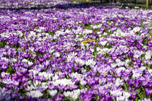 field of purple and white flowers 