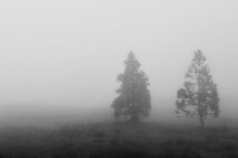 trees in fog 
