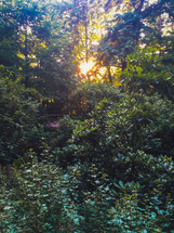 sunburst through trees in a summer forest 