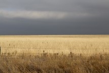 gray rain clouds over a field of tall grasses