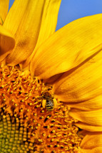 Macro shot of a bee on a sunflower
