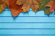 fall leaves on blue wood background 
