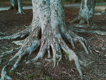 tree roots 