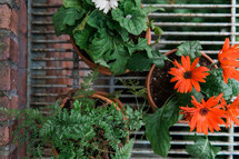 potted fern and gerber daisy on a plant stand