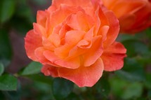 peach rose on a green nature background 