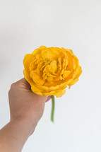 a hand holding out a yellow flower 