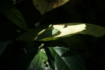 tree frog basking in sunlight on a leaf 